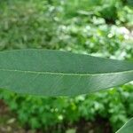 Rhododendron coriaceum Blad