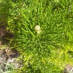 Argyranthemum foeniculaceum Leaf