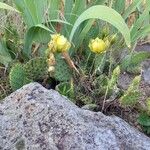 Opuntia humifusa Plante entière
