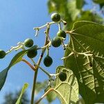 Alangium chinense Fruit