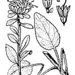 Campanula petraea その他の提案