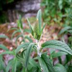 Veronica longifolia 花