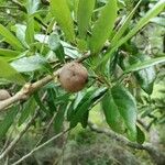 Quercus virginiana Fulla