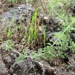 Lavandula multifida Blatt