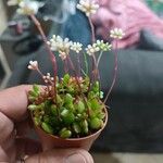 Crassula pubescens Лист