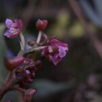 Polystachya concreta Flower