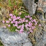 Rubus caesiusFloro