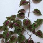 Plectranthus scutellarioides Συνήθη χαρακτηριστικά