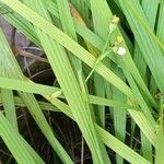 Eleutherine bulbosa Blad