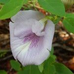 Clitoria mariana Квітка