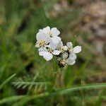 Achillea nobilisBlüte