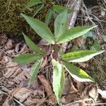 Anemone trifolia Leaf