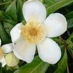 Gustavia augusta फूल
