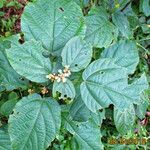Mallotus oppositifolius Habit