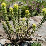 Sideritis montana Habit