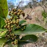 Davilla nitida Meyve