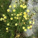 Hieracium berardianum Fula