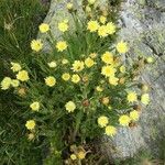 Hieracium berardianum Λουλούδι