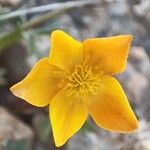 Ranunculus bulbosus Fleur