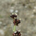 Juncus alpinoarticulatus Fleur