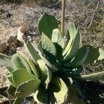 Kalanchoe grandidieri Folha