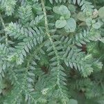 Selaginella kraussiana Leht