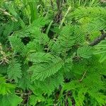 Vachellia drepanolobium Leaf