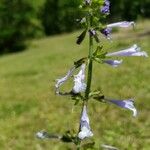 Salvia lyrata Blüte