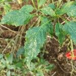 Capsicum baccatum Levél