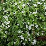 Bacopa repens Staniste