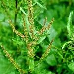 Rumex conglomeratus Плод