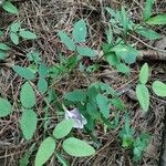 Clitoria marianaFlor