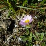 Erigeron neglectus Diğer