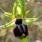 Ophrys passionis Ostatní