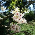 Xanthoceras sorbifolium Fleur