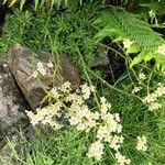 Saxifraga hostii Flower