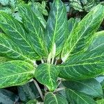 Dieffenbachia oerstedii Liść