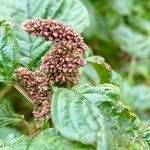 Amaranthus powellii Плід