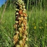 Orchis anthropophoraFlower