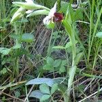 Ophrys fuciflora മറ്റ്