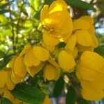 Senna macranthera Flor