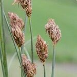 Carex stenophylla Ovoce