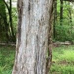 Salix alba Kaarna