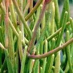 Euphorbia aphylla Hoja