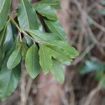Laurus azorica 葉