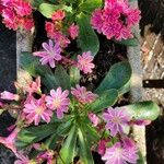 Lewisia cotyledon फूल