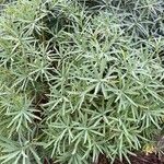 Euphorbia regis-jubae Õis