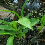 Polystachya odorata Blatt