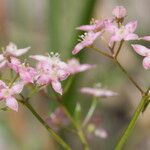 Galium rubrum Цвят