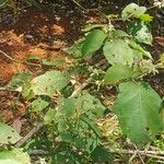 Solanum torvum Leaf